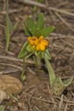 Hoary Puccoon, Lithospermum canascens