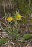 Hoary Puccoon, Lithospermum canascens