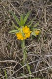 Hoary Puccoon, Lithospermum canascens