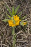 Hoary Puccoon, Lithospermum canascens