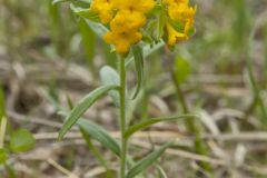 Hoary Puccoon, Lithospermum canascens