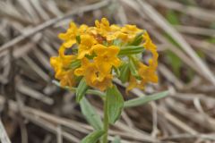 Hoary Puccoon, Lithospermum canascens