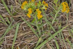 Hoary Puccoon, Lithospermum canascens