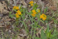 Hoary Puccoon, Lithospermum canascens