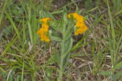 Hoary Puccoon, Lithospermum canascens