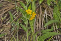 Hoary Puccoon, Lithospermum canascens