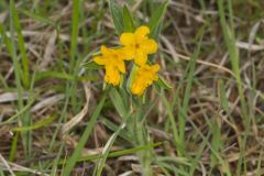 Hoary Puccoon, Lithospermum canascens