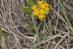 Hoary Puccoon, Lithospermum canascens