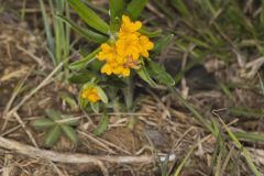 Hoary Puccoon, Lithospermum canascens