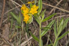 Hoary Puccoon, Lithospermum canascens