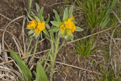 Hoary Puccoon, Lithospermum canascens