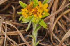 Hoary Puccoon, Lithospermum canascens Hoary Puccoon, Lithospermum canascens