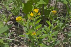 Hoary Puccoon, Lithospermum canascens Hoary Puccoon, Lithospermum canascens