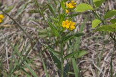 Hoary Puccoon, Lithospermum canascens Hoary Puccoon, Lithospermum canascens