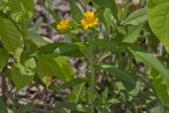 Hoary Puccoon, Lithospermum canascens Hoary Puccoon, Lithospermum canascens