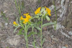 Hoary Puccoon, Lithospermum canascens