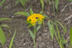 Hoary Puccoon, Lithospermum canascens Hoary Puccoon, Lithospermum canascens