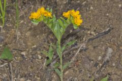 Hoary Puccoon, Lithospermum canascens Hoary Puccoon, Lithospermum canascens