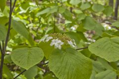 Hobble-bush