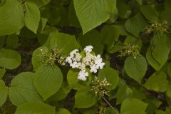Hobble-bush, Viburnum lantanoides