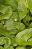 Hooded Arrowhead, Sagittaria calycina