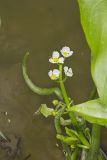 Hooded Arrowhead, Sagittaria calycina