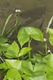 Hooded Arrowhead, Sagittaria calycina