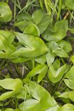 Hooded Arrowhead, Sagittaria calycina