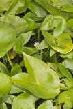Hooded Arrowhead, Sagittaria calycina