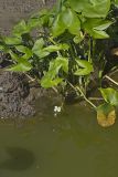 Hooded Arrowhead, Sagittaria calycina