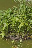 Hooded Arrowhead, Sagittaria calycina