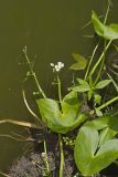 Hooded Arrowhead, Sagittaria calycina