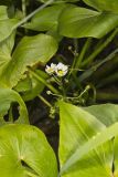 Hooded Arrowhead, Sagittaria calycina