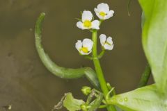Hooded Arrowhead, Sagittaria calycina
