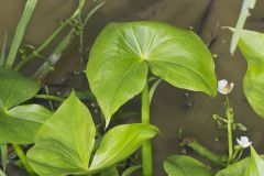 Hooded Arrowhead, Sagittaria calycina