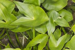 Hooded Arrowhead, Sagittaria calycina
