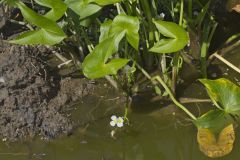 Hooded Arrowhead, Sagittaria calycina