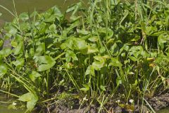 Hooded Arrowhead, Sagittaria calycina