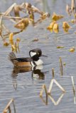 Hooded Merganser, Lophodytes cucullatus
