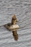 Hooded Merganser, Lophodytes cucullatus