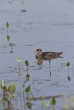 Hooded Merganser, Lophodytes cucullatus