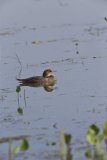 Hooded Merganser, Lophodytes cucullatus