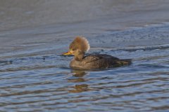 Hooded Merganser, Lophodytes cucullatus