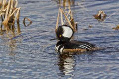 Hooded Merganser, Lophodytes cucullatus