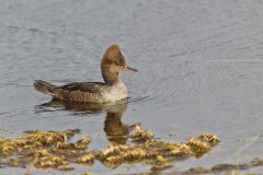 Hooded Merganser, Lophodytes cucullatus