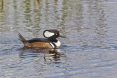 Hooded Merganser, Lophodytes cucullatus