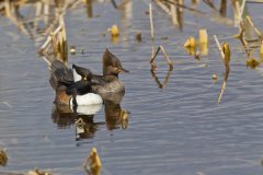 Hooded Merganser, Lophodytes cucullatus