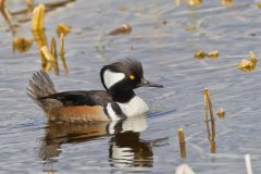 Hooded Merganser, Lophodytes cucullatus