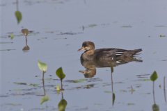 Hooded Merganser, Lophodytes cucullatus