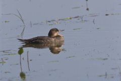Hooded Merganser, Lophodytes cucullatus